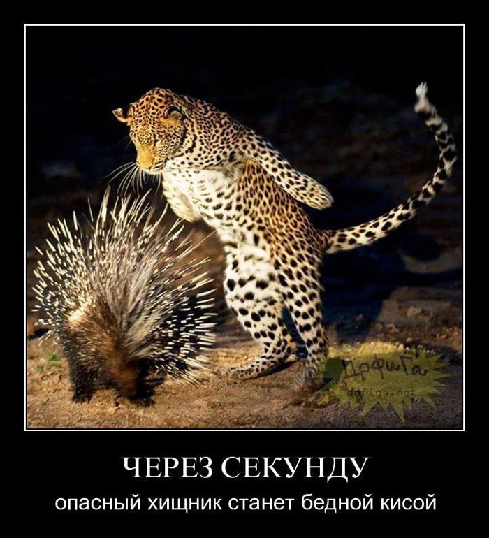 ЧЕРЕЗ СЕКУНДУ опасный хищник станет бедной кисой