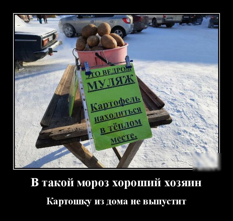 В такой мороз хороший хозяин Картошку из дома не выпустит
