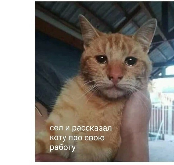 я сел и рассказал коту про свою работу