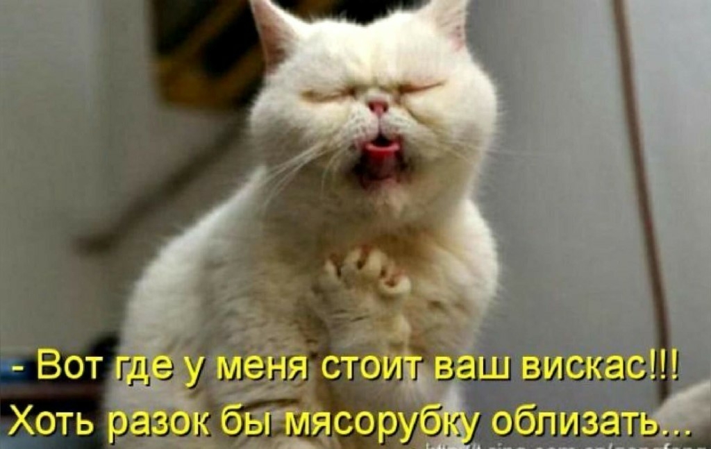 ш вискас ЁбПИ ЁЗЧТ _ ____