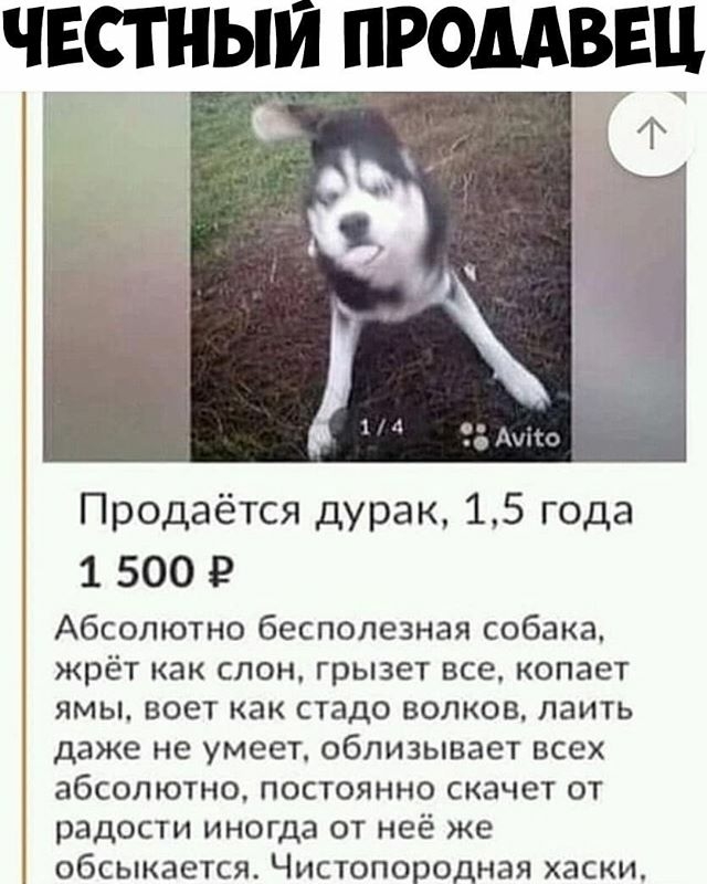 ЧЕСТНЫЙ ПРОДАВЕЦ _ т т Продаётся дурак 15 года 1 500 Р Абсолютно бесполезная собака жрёт как слон грызет все копает ямы воет как стадо волков лаить даже не умеет облизывает всех абсолютно постоянно скачет от радости иногда от неё же обсыкается Чистопородная хаски