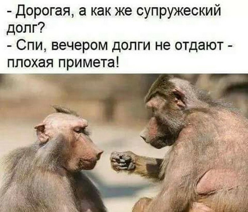 дорогая а как же супружеский долг Спи вечером долги не отдают плохая примета