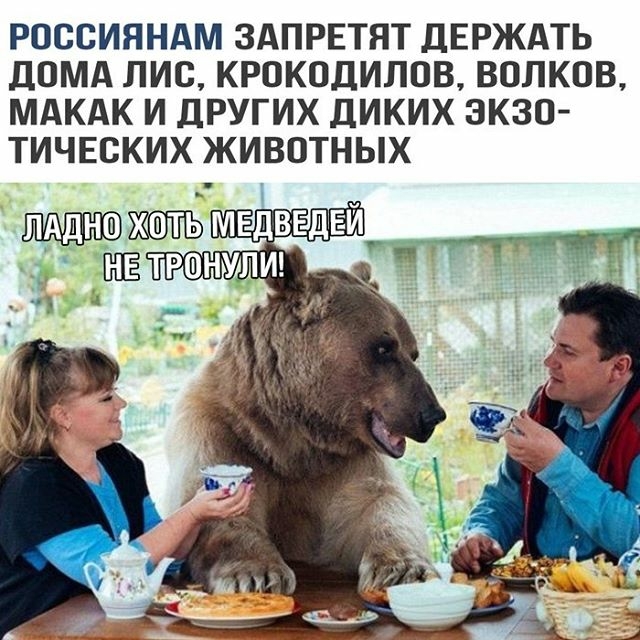 РОООИЯНАМ ЗАПРЕТЯТ ДЕРЖАТЬ ДОМА ЛИС КРОКОДИЛОВ ВОЛКОВ МАКАК И ДРУГИХ ДИКИХ ЭКЗО ТИЧЕСКИХ ЖИВОТНЫХ медведем