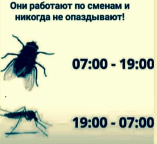 Они работают по сменам и пиком но оппдыпюті Д 1900 0700