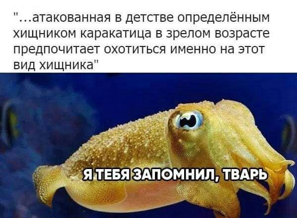атакованная в детстве определённым хищником каракатица в зрелом возрасге предпочитает охотиться именно на этот вид хищника _ятввя 31Помнил твдрь