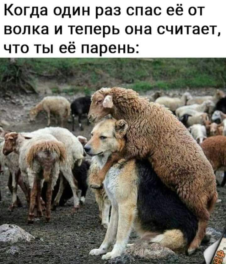 Когда один раз спас её от волка и теперь она считает что ты её парень