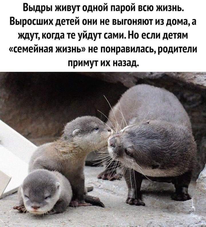 Выдры живут одной парой всю жизнь Выросших детей они не выгоняют из дома а ждут когда те уйдут сами Но если детям семейная жизнь не понравилась родители примут их назад