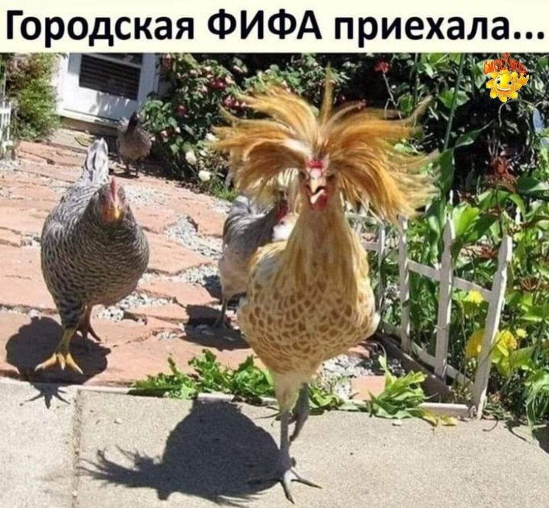 Городская фифа приеха