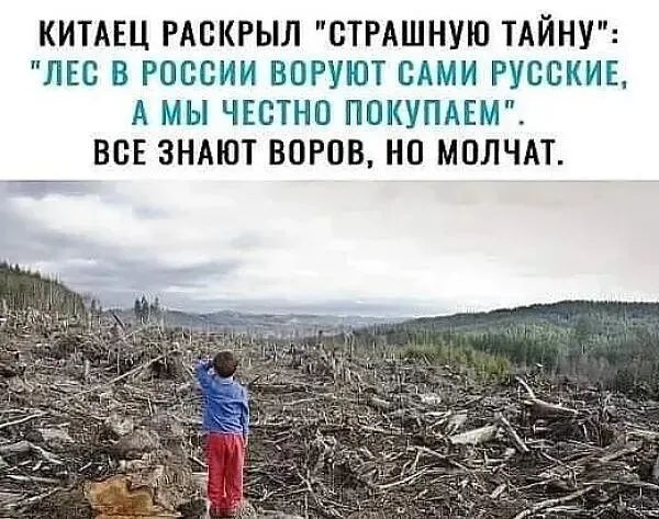 КИТАЕЦ РАБКРЫЛ СТРАШНУЮ ТАЙНУ ЛЕС В РОССИИ ВОРУЮТ САМИ РУССКИЕ А МЫ ЧЕСТНО ПОКУПАЕМ ВСЕ ЗНАЮТ ВОРОВ МПЛЧАТ