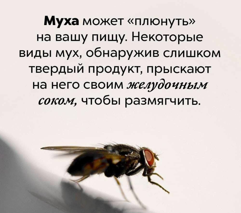 Муха может плюнуть на вашу пищу Некоторые виды мух обнаружив слишком твердый продукт прыскают на него своим желудочка тквм чтобы размягчить