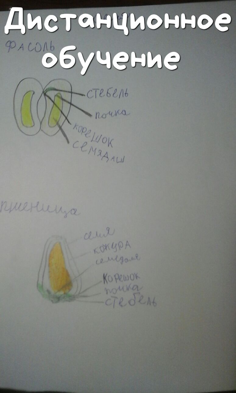 Дистанционное обучение