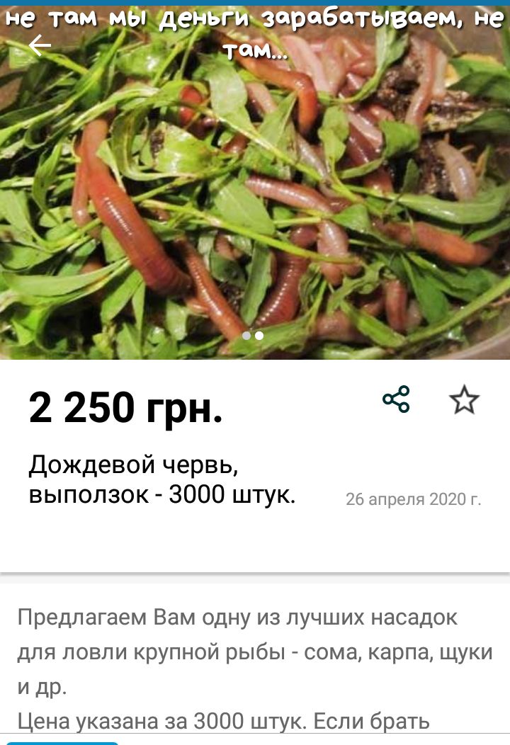 Дождевой червь выползок 3000 штук 26 апреля 2020 г Предлагаем Вам одну из лучших насадок для ловли крупной рыбы сома карпа щуки и др Цена указана за 3000 штук Если брать
