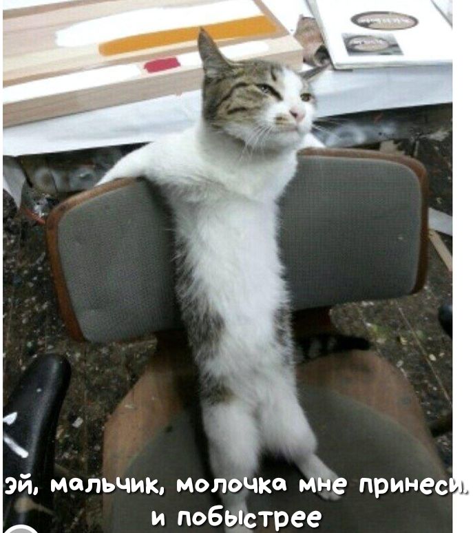 эй мальчик Молочко Мъе принес и побьіртрее