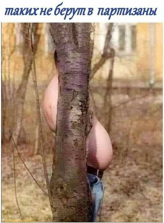 ШЯКИХНВ берут В партизаны