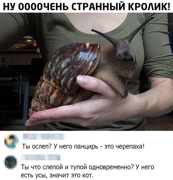 НУ ООООЧЕНЬ СТРАННЫЙ КРОАИК и Ты ослеп У него панцирь это черепаха Ты что слепой и тупой одновременно У него ЕСТЬ УСЫ ЗНЭЧИТ ЭТО КОТ