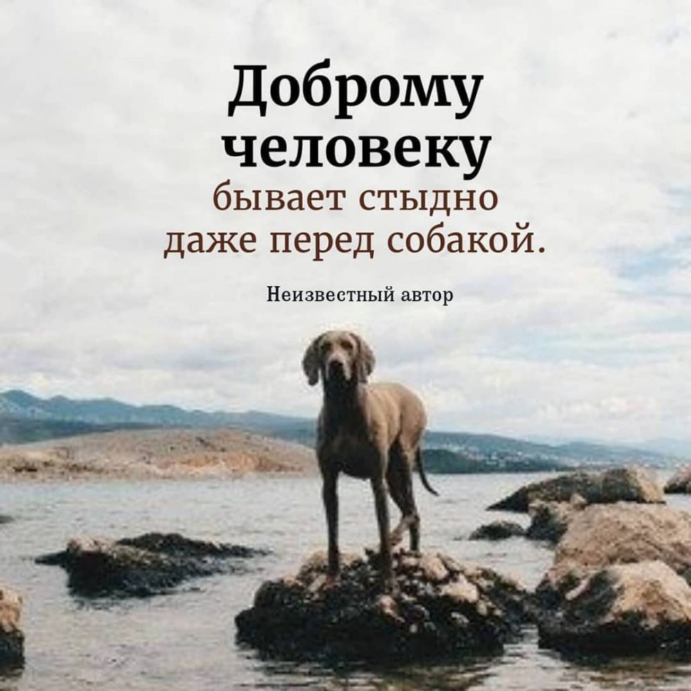 Доброму человеку бывает стыдно даже перед собакой Неизвестный автор