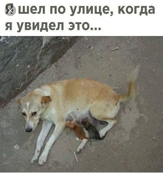 шел по улице когда я увидел это