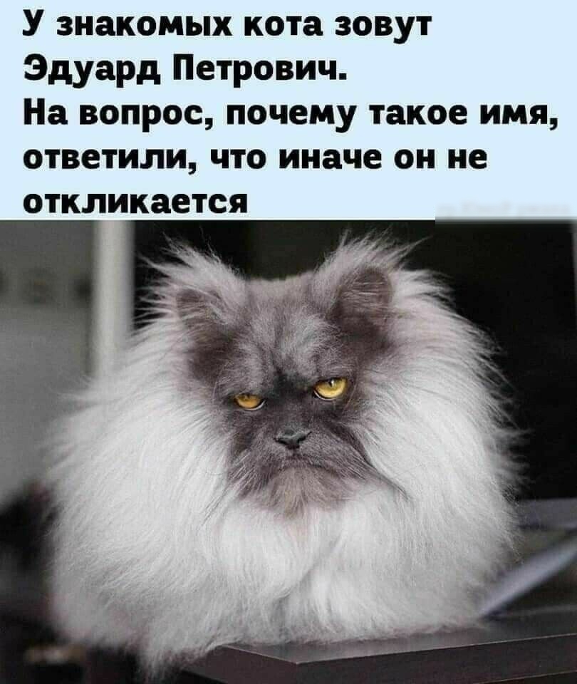 У знакомых кота зовут Эдуард Петрович На вопрос почему такое имя ответили что иначе он не откликается