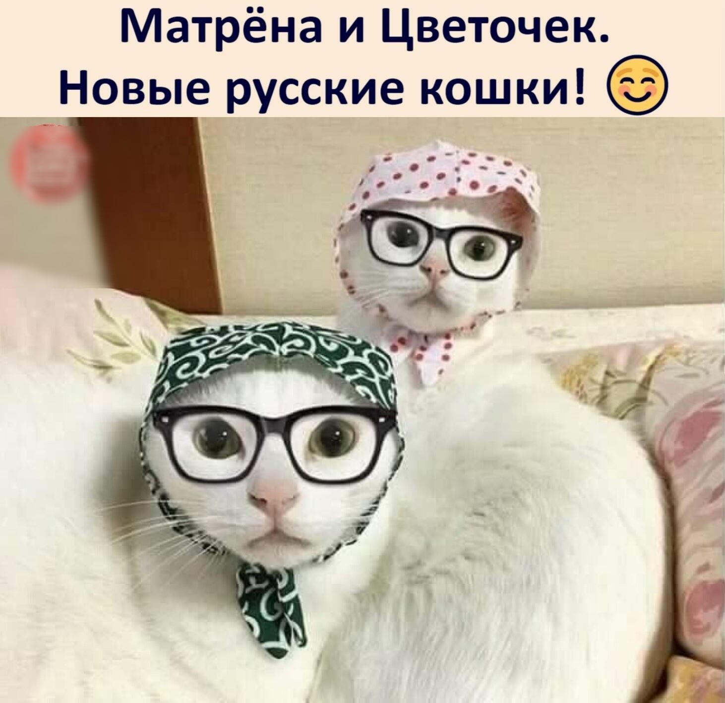 Матрёна и Цветочек Новые русские кошки