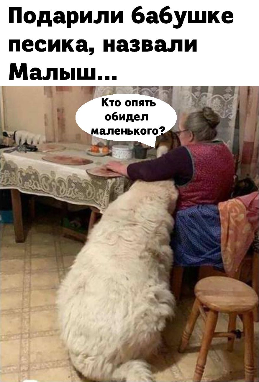 Подарили бабушке песика назвали Малыш дн 17 А гті Кто опять обидел маленького 317 Чт