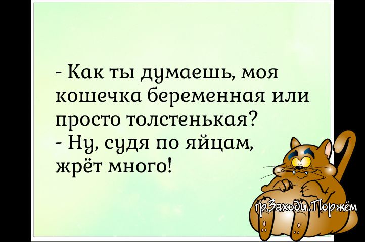 Как ты думаешь моя кошечка беременная или просто толстенькая Ну судя по яйцам жрёт много