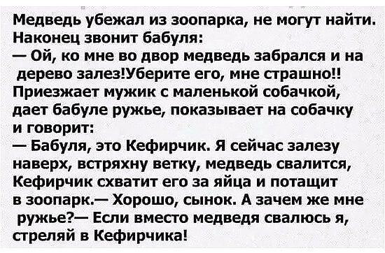 Медведь убежал из зоопарка не могут найти Наконец звонит бабуля Ой ко мне во двор медведь забрался и на дерево запезУберите его мне страшно Приезжает мужик с маленькой собачкой дает бабуле ружье показывает на собачку И ГОВПрИТ Бабуля это Кефирчик я сейчас залезу наверх встряхну ветку медведь свалится Кефирчик схватит его за яйца и потащит в зоопарк Хороши сынок А зачем же мне ружье Если вместо мед