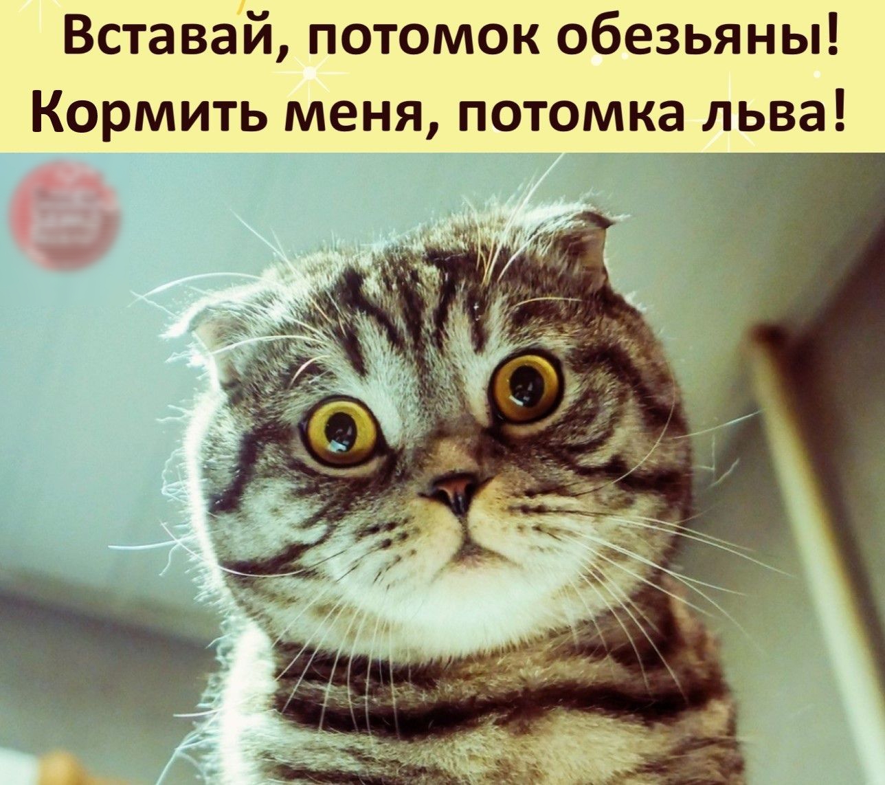 Вставай потомок обезьяны Кормить меня потомка льва