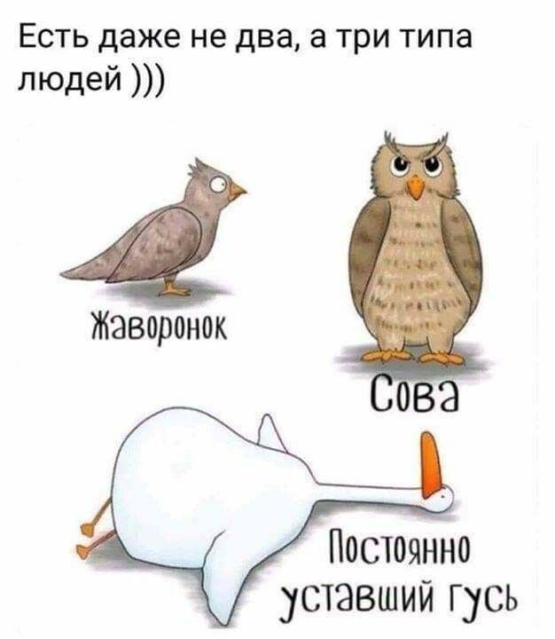 ЕСТЬ даже не два а ТРИ типа ЛЮДей Жаворонок Постоянно уставший гусь