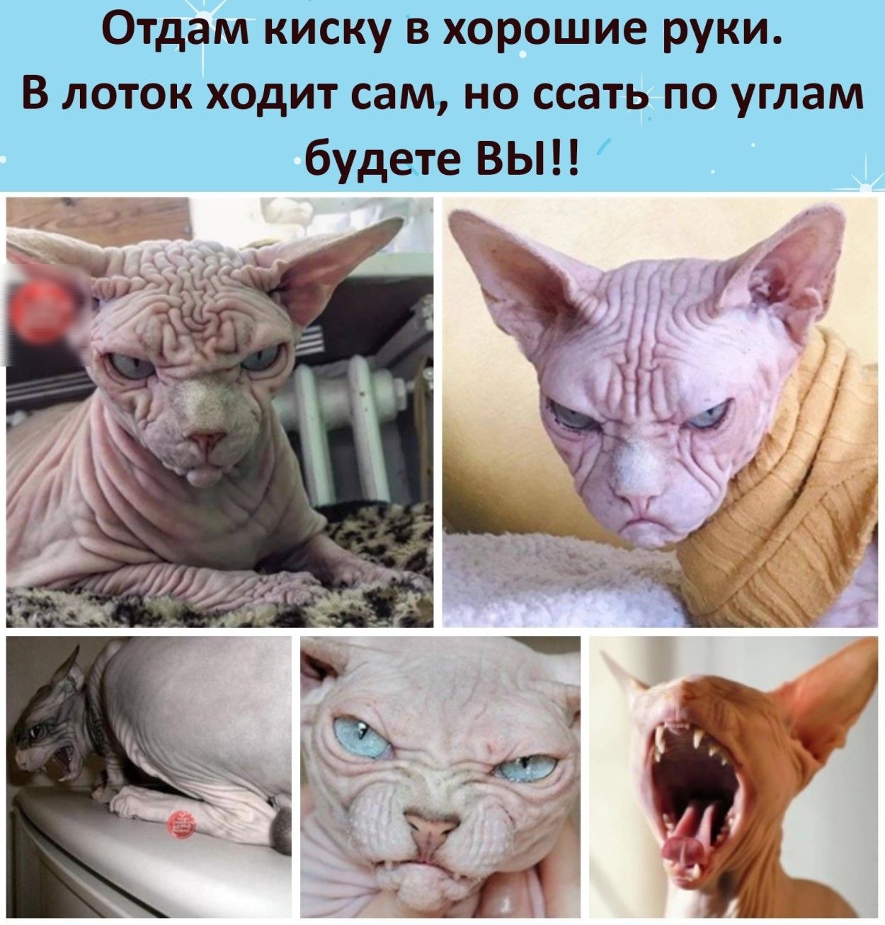 Отдам кИску в хорошие руки В лоток ходит сам но есть по углам будате ВЬ