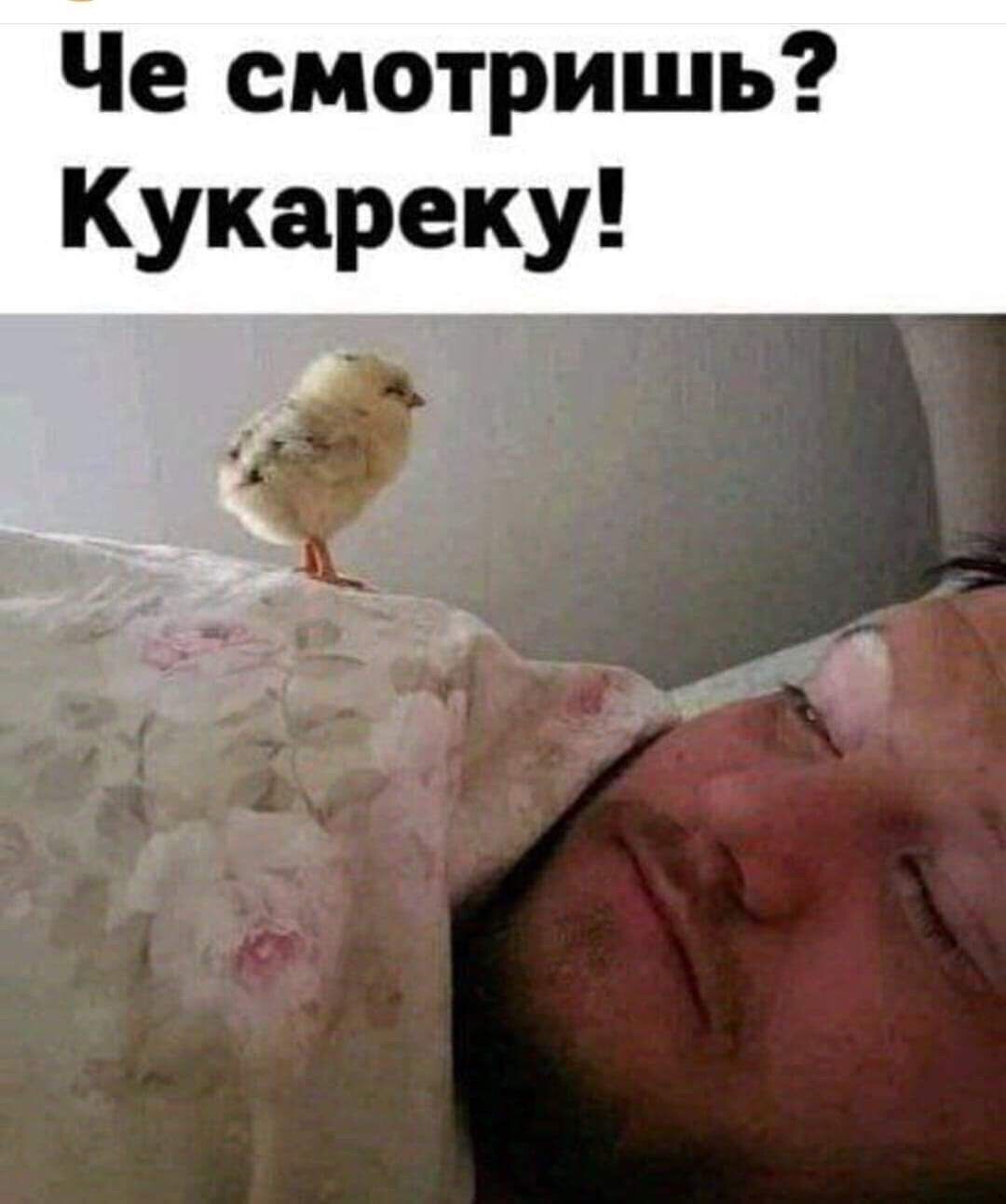 Че смотришь Кукареку 13