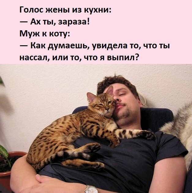 Голос жены из кухни Ах ты зараза Муж к коту Как думаешь увидела то что ты нассал или то что я выпил