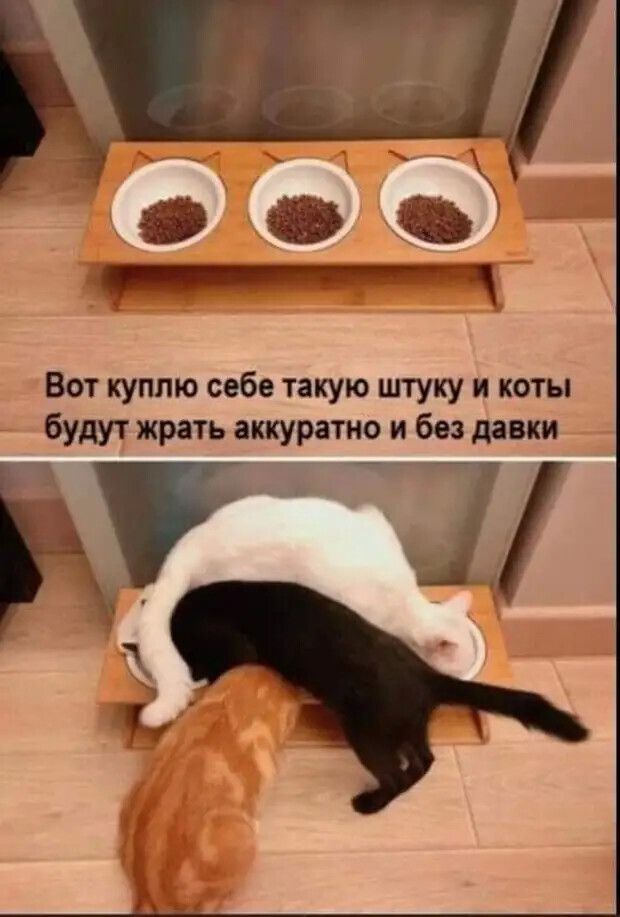 84 ___ Вот куплю себе такую штуку коты будут жрать аккуратно и без давки