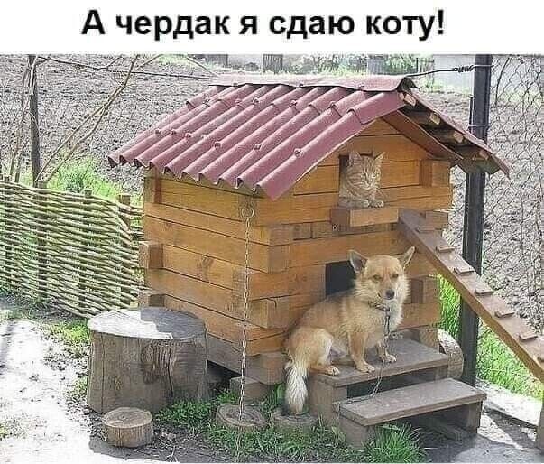 А чердак я сдаю коту