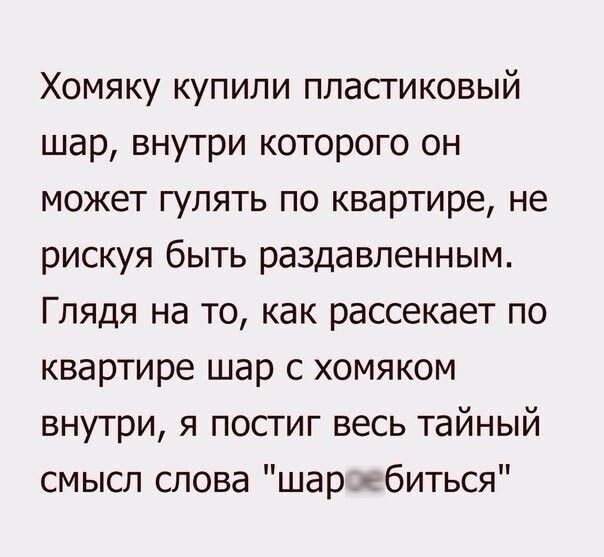 Хомяку купили пластиковый шар внутри которого он может гулять по квартире не рискуя быть раздавленным Глядя на то как рассекает по квартире шар с хомяком внутри я постиг весь тайный смысл слова шар биться