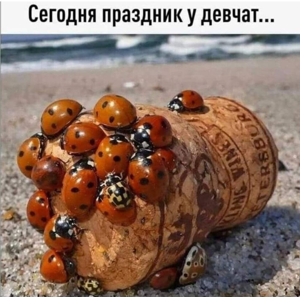 СЕГОДНЯ ПРЭЗДНИК у ДЕВЧЗТ