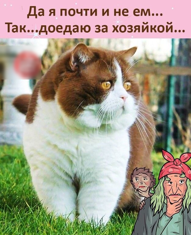 да я почти и не ем Такдоедаю за хозяйкой