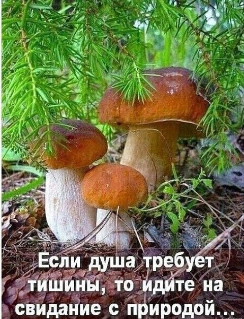 д _ іідгтена зв сййдайие п _иродой