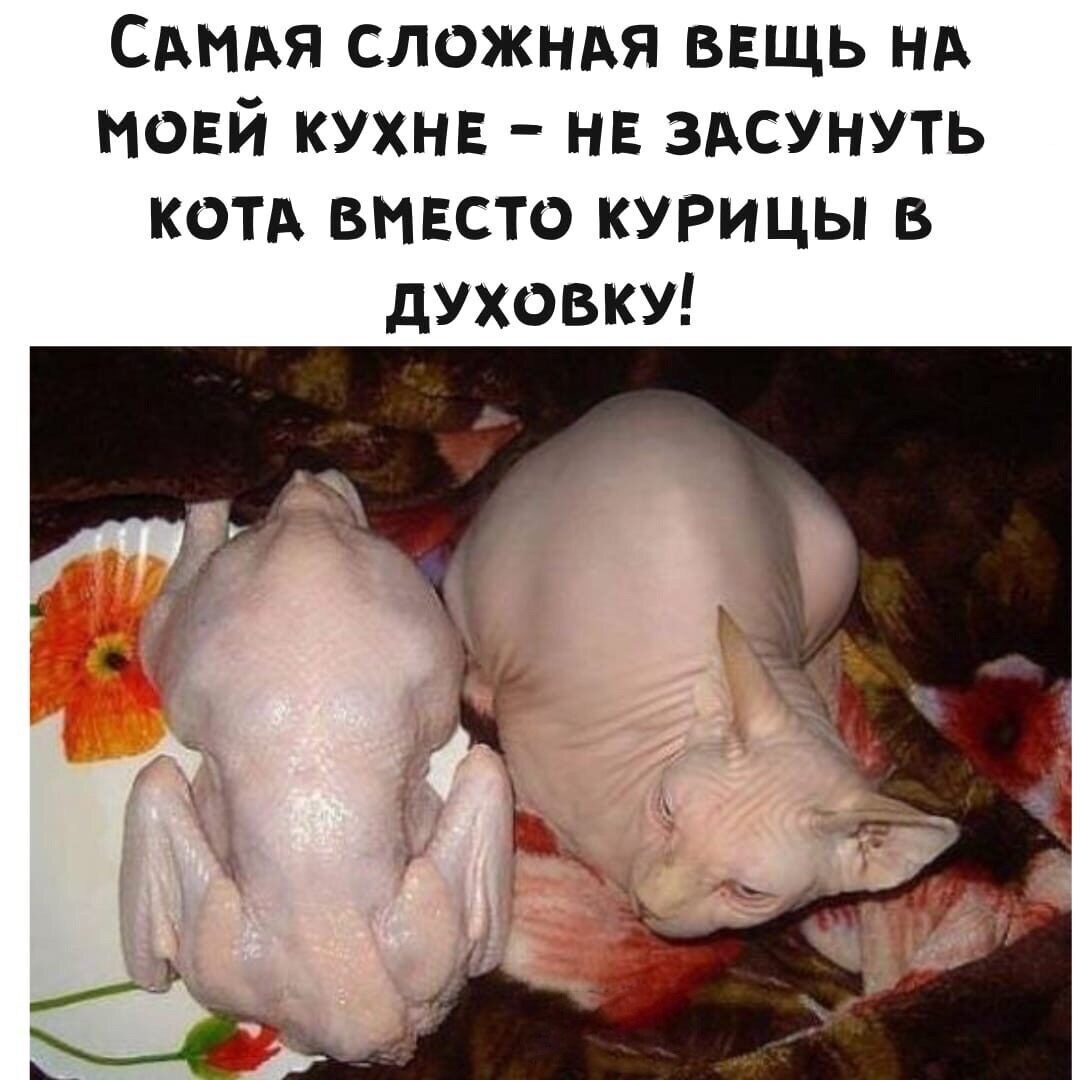 САМАЯ СЛОЖНАЯ ввщь НА новй кухни нв 3Асунуть КОТА вмвсто курицы в духовку