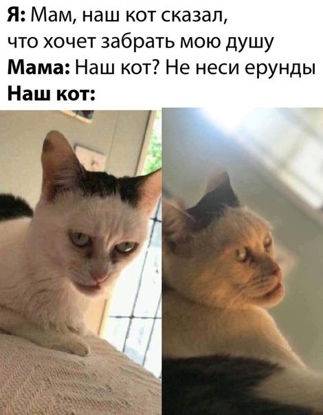 Я Мам наш кот сказал что хочет забрать мою душу Мама Наш кот Не неси ерунды Наш кот