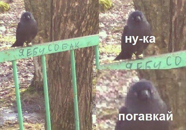 й погавка