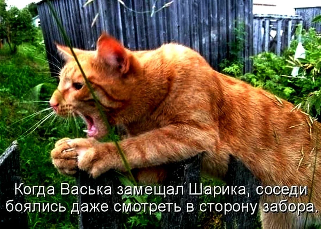 Когда Васька замещал Шарика сосвщи боялись даже сматреть в сторонуЁ абв аъ 7 1