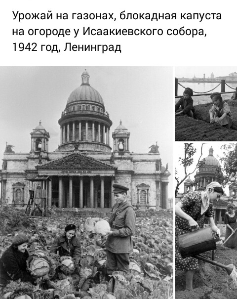 Урожай на газонах блокадная капуста на огороде у Исаакиевского собора 1942 год Ленинград