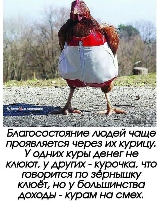 БАаюсостояние людей чаще проявляется через их курицу У одних куры денег не клюют удругих рочка что говорится по 3 рнышку клюёт но у большинства доходы курам на смех