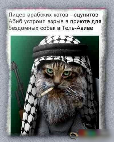 Шщев котов сцунитов уроип взрыв в приюте для ых собак в ТельАнива