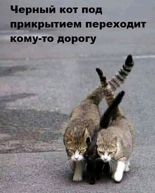 Черный кот под прикрытием переходит кому то дорогу