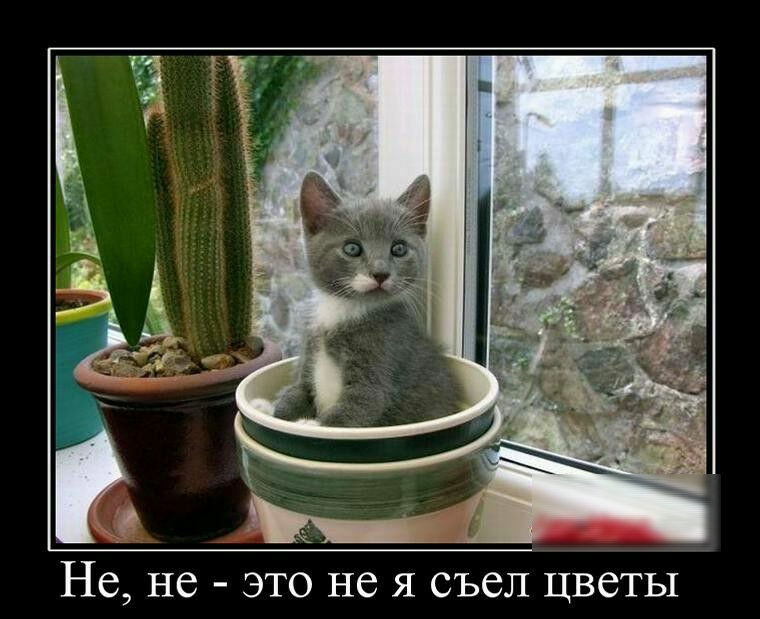 не ЭТО не Я СЪбЛ ЦВСТЬ1 Не