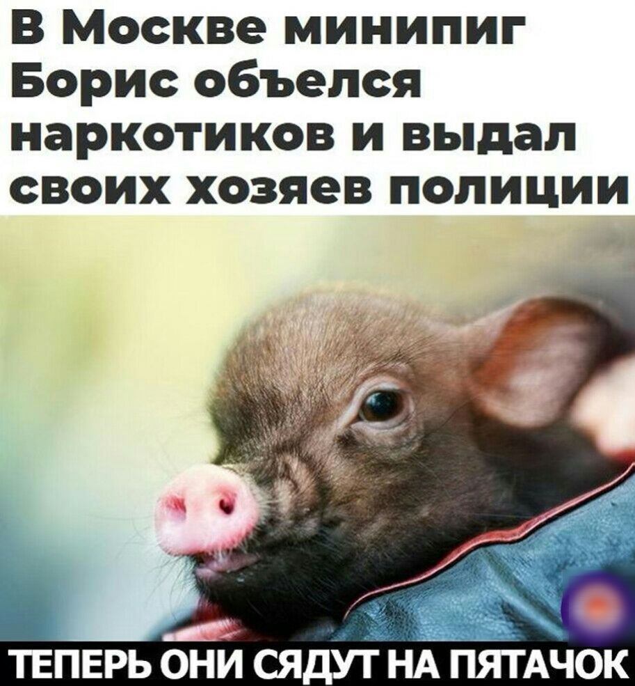 В Москве минипиг Борис объепся наркотиков и выдал своих хозяев полиции М ТЕПЕРЬ ОНИ СЯДУТ НА ПЯТАЧОК