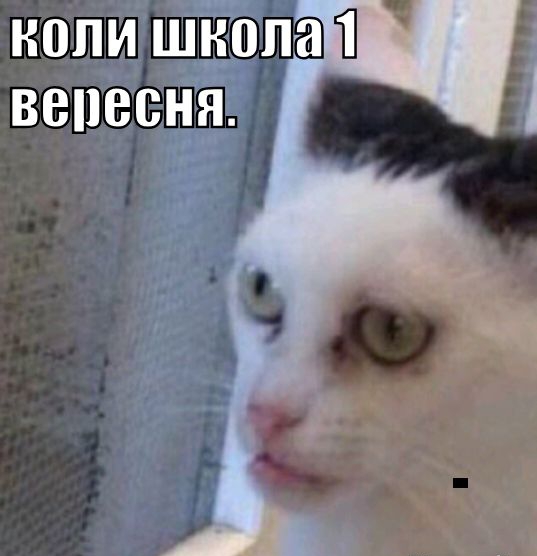 нопи шйопа вепесня