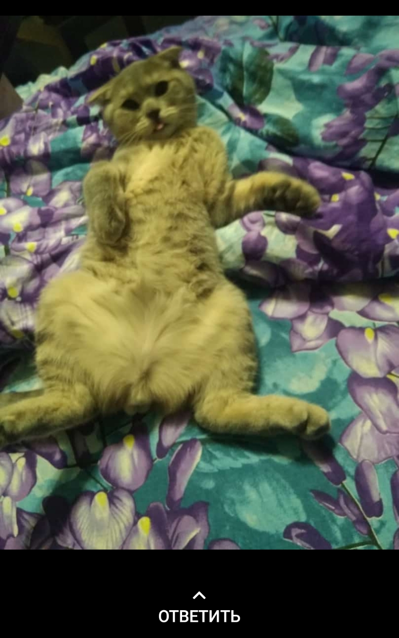 ОТВЕТИТЬ