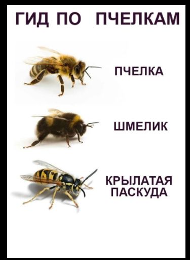 ГИД ПО ПЧ ЕПКАМ С пчвпкд шмелик КРЫЛАТАЯ ПАСКУДА